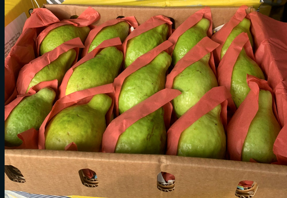 Chayote