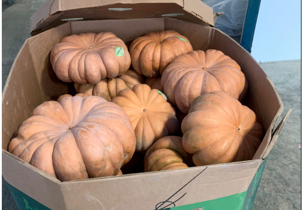 Fairytale Pumpkin (Castilla)