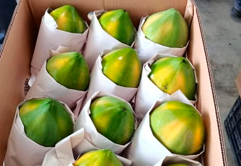 Papaya