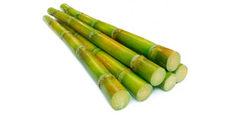 Sugar Cane